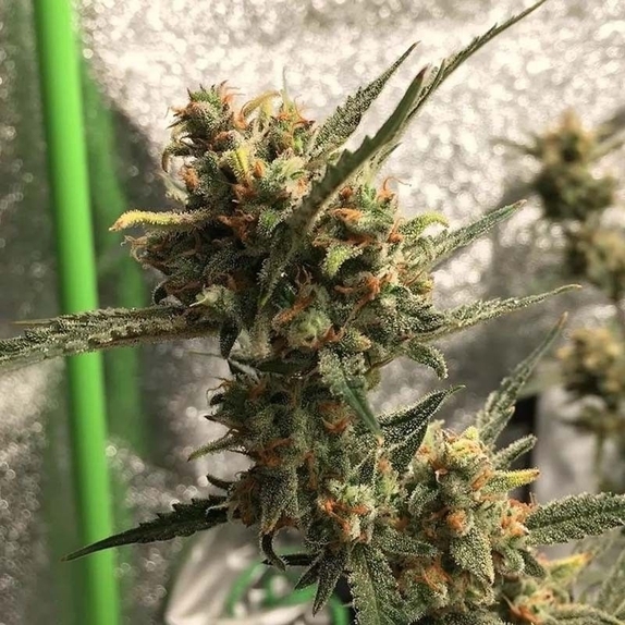 Gorilla Glue #4 Cannabis Seeds