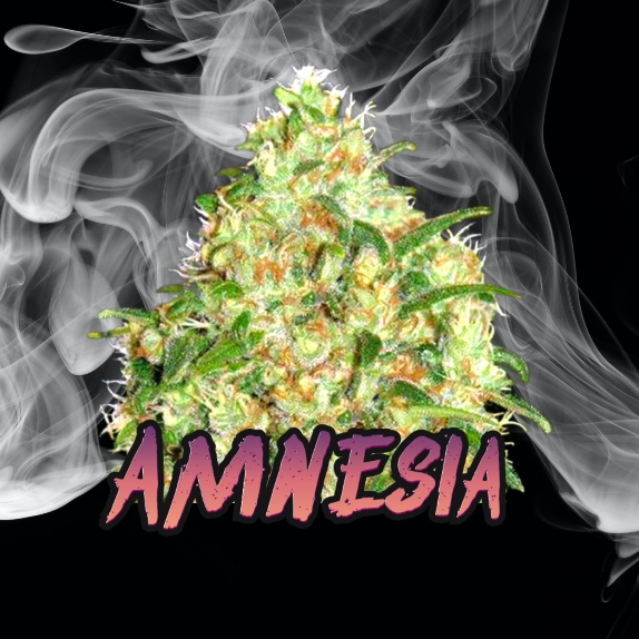 Amnesia Feminised Cannabis Seeds