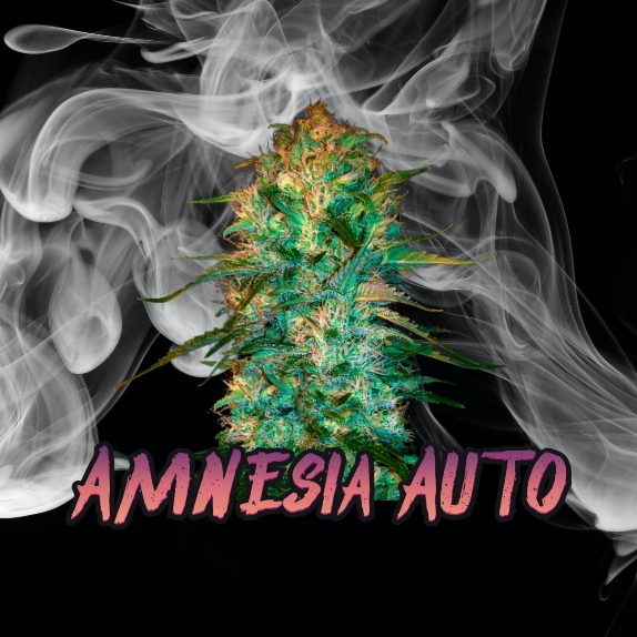 Amnesia Auto Feminised Cannabis Seeds
