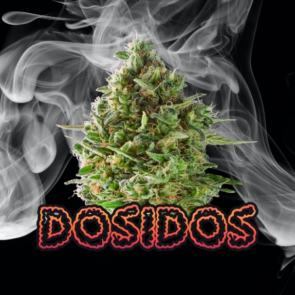 Do-si-dos Feminised Cannabis Seeds