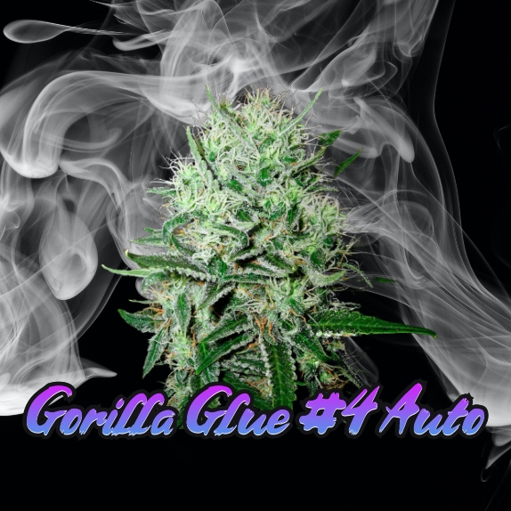 Gorilla Glue #4 Auto feminised Cannabis Seeds