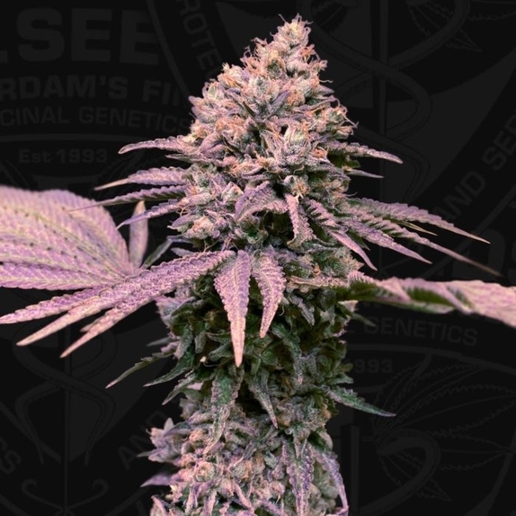 London Mint Cake Feminised Cannabis Seeds