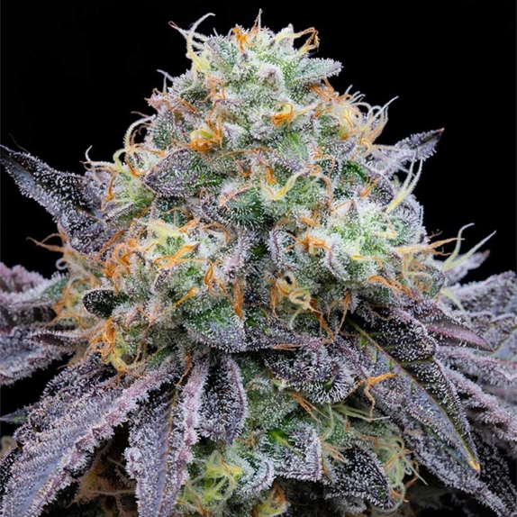 Frootz Feminised Cannabis Seeds