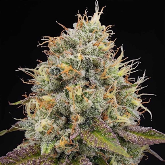 Pinata Feminised Cannabis Seeds