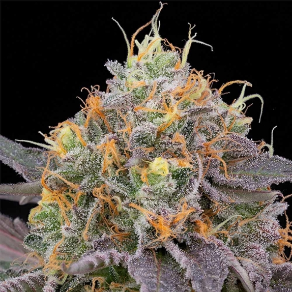 Designer Sherb Feminised Cannabis Seeds