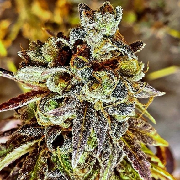 Black Cherry Cake Regular Cannabis Seeds