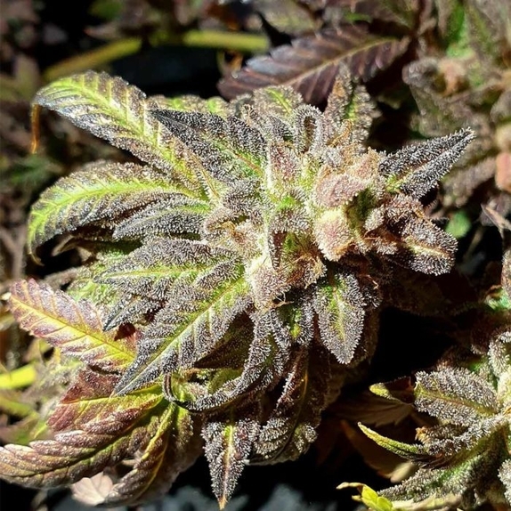 Kush Creams Regular Cannabis Seeds