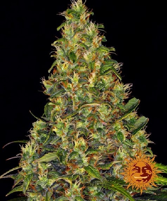 Amnesia Haze Auto Feminised Cannabis Seeds