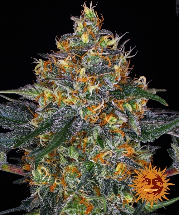 Moby Dick Auto Feminised Cannabis Seeds