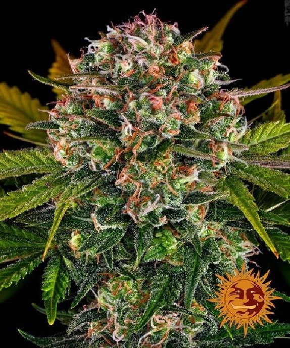 Strawberry Cheesecake auto feminised Cannabis Seeds