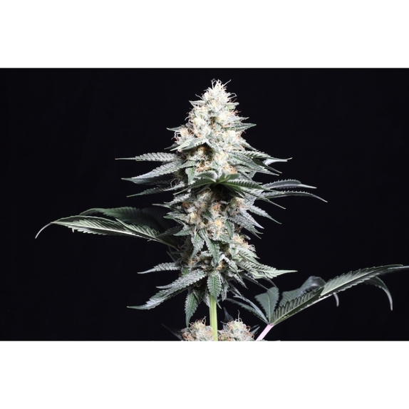 Lava Freeze Cannabis Seeds