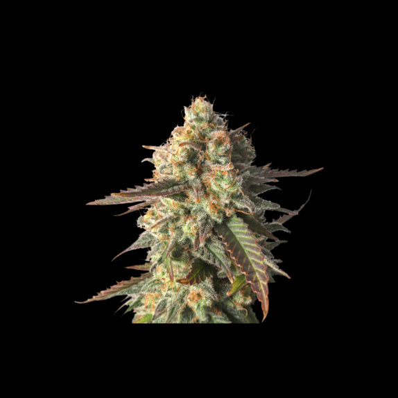Strawberry Chemdawg OG Cannabis Seeds