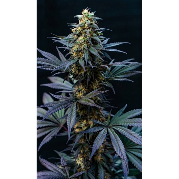 Black Lebanon Cannabis Seeds