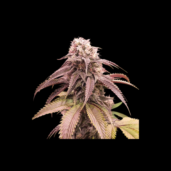 Strawberry Cookies Cannabis Seeds