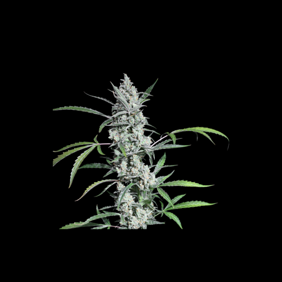 Fat Pete's Cookies Auto Cannabis Seeds