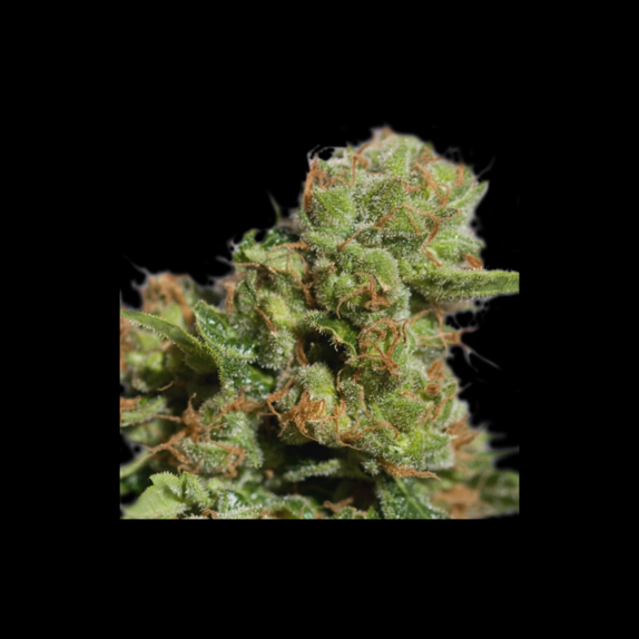 Auto Bruce Lemon Diesel Cannabis Seeds