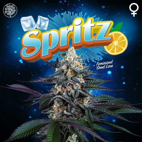 Spritz Feminised Cannabis Seeds