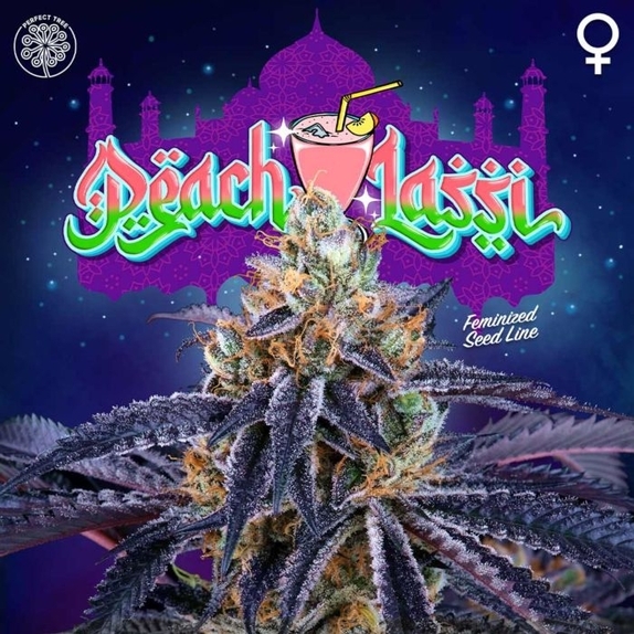 Peach Lassi Feminised Cannabis Seeds