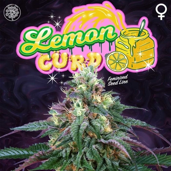 Lemon Curd Feminised Cannabis Seeds