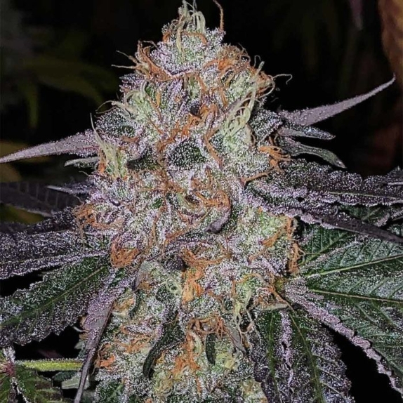 Fruit Dropss Feminised Cannabis Seeds