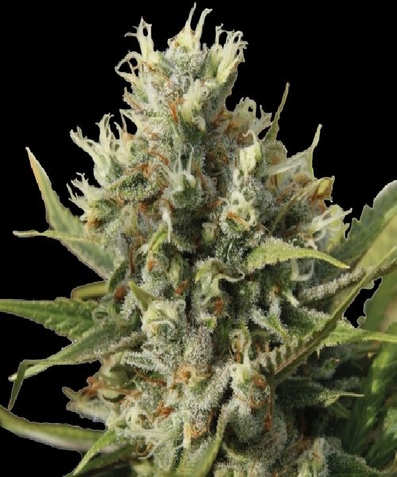 Amnesiac Auto Cannabis Seeds