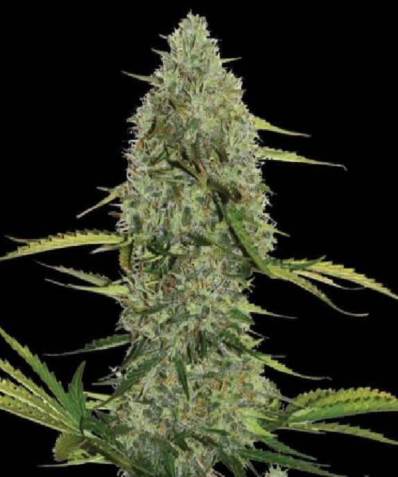 Mega Power Plant Auto Cannabis Seeds