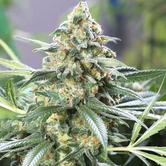 Banana Split Auto Cannabis Seeds