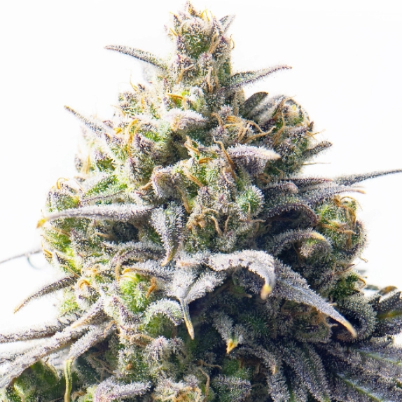 Mega Bucks Auto Cannabis Seeds