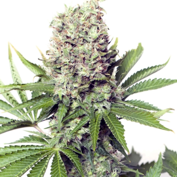 Jumbo Runtz feminised Cannabis Seeds