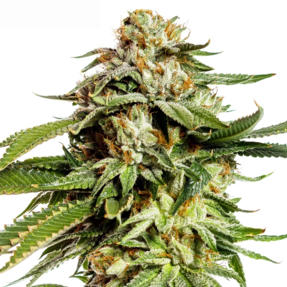 Super Scoop Feminised Cannabis Seeds