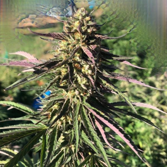 Cookies Feminised Cannabis Seeds