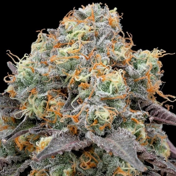 41 Sherb Feminised Cannabis Seeds