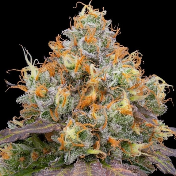 Blue Bacio Feminised Cannabis Seeds