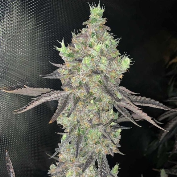 Watzapp Regular Cannabis Seeds