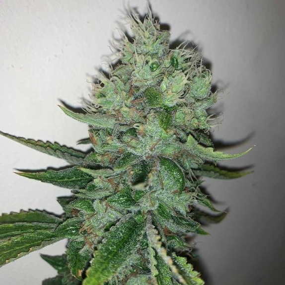 East Coast Sour Peach Regular Cannabis Seeds