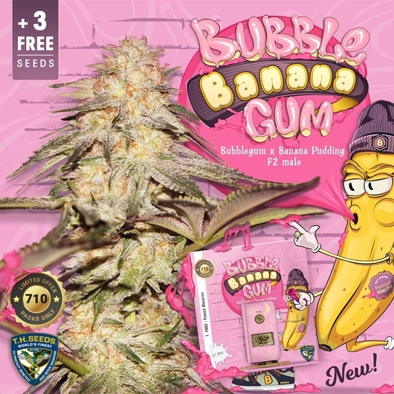 Bubble Banana Gum Feminised Cannabis Seeds