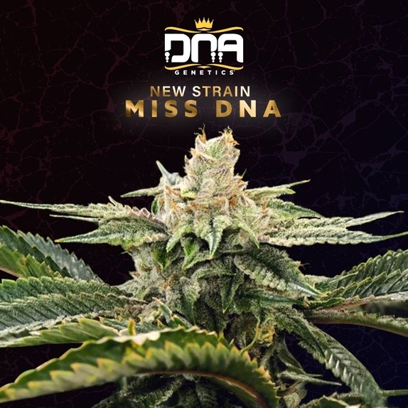 Miss DNA Feminised Cannabis Seeds