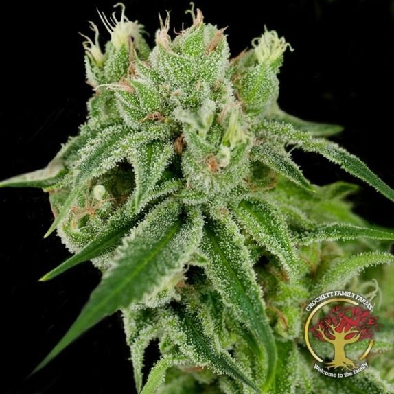 Banana Split Regular  Cannabis Seeds