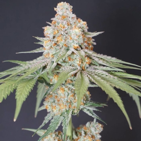 Sweets Tini Regular Cannabis Seeds