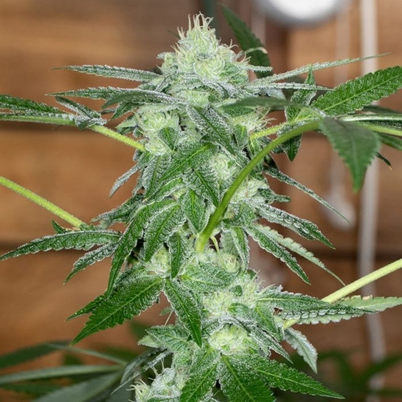 Sherb Tini Regular Cannabis Seeds
