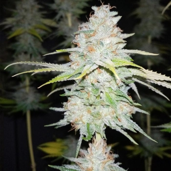 Guava Cake Feminised Cannabis Seeds