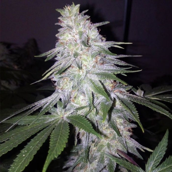 Blessed by Banana Feminised Cannabis Seeds