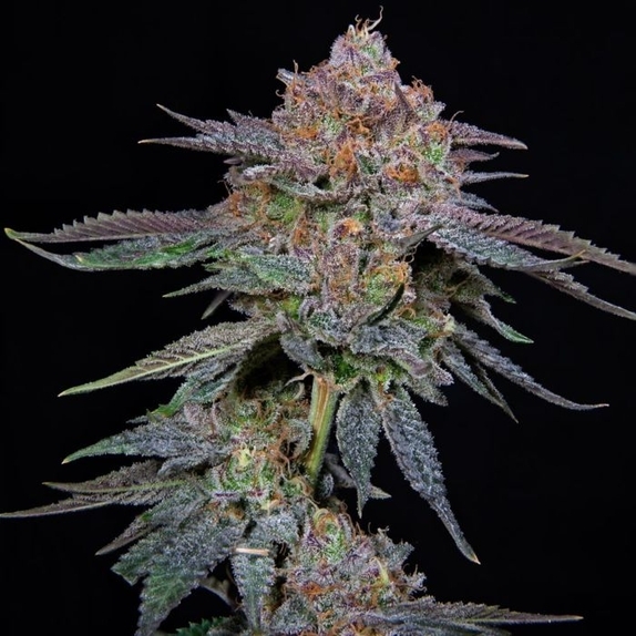 OrangeGroovye BX Feminised Cannabis Seeds