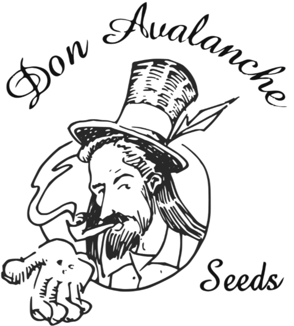 Don Mac 1 Feminised Cannabis Seeds