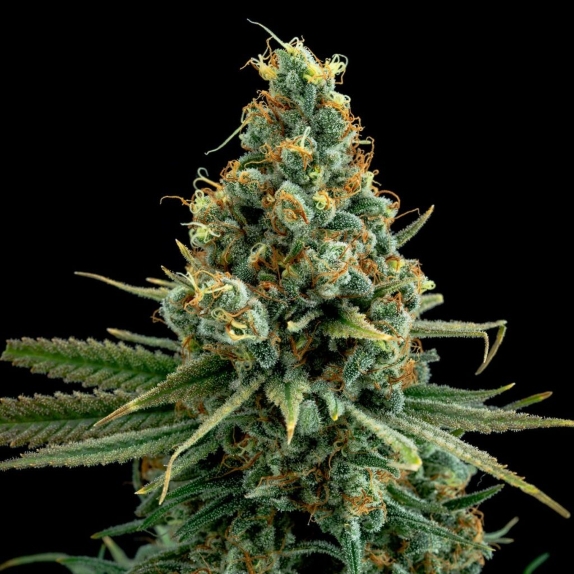 Sour Patch Kiss Feminised Cannabis Seeds
