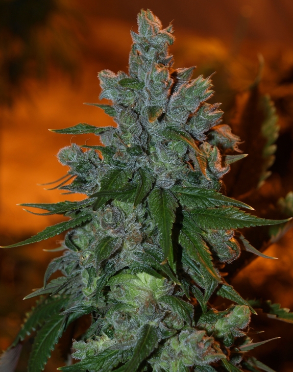 Chemdog Millionaire Cannabis Seeds