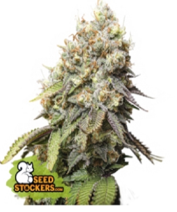 Bruce Banner Cannabis Seeds