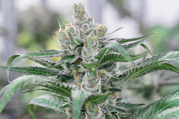 Banana Punch Auto feminised Cannabis Seeds