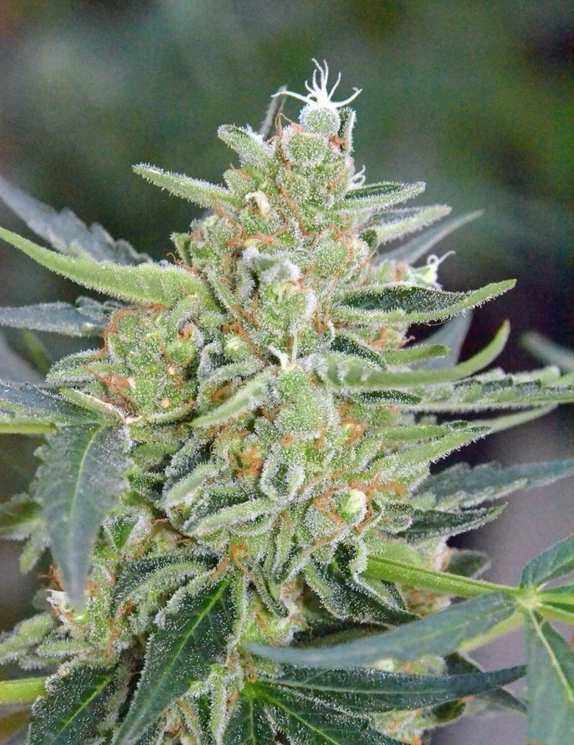 Mazar auto feminised Cannabis Seeds