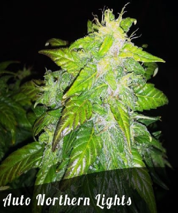 Northern Lights auto feminised Cannabis Seeds